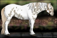 Horse Color:Palomino Ice Dun Tobiano Near Leopard 