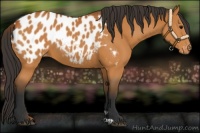 Horse Color:Bay Appaloosa 