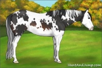 Horse Color:White Spotted Brown Splash 