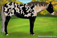 Horse Color:Amber Champagne Splash Appaloosa 