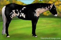 Horse Color:Sable Champagne Splash Tobiano Near Leopard 