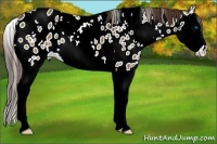 Horse Color:White Spotted Brown Dun Splash Appaloosa 