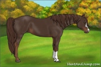 Horse Color:Liver Chestnut 