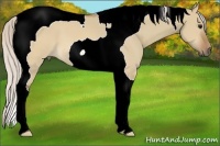 Horse Color:Silver Brown Dun Tobiano 
