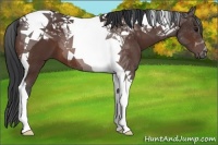 Horse Color:Brown Tobiano
