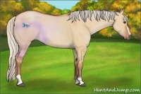 Horse Color:Silver Bay Dun Sabino Rabicano 