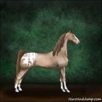 Horse Color:Liver Chestnut Pearl Sabino Appaloosa 