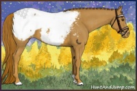 Horse Color:Chestnut Snowcap 