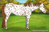 Horse Color:Chestnut Appaloosa