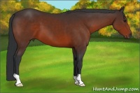 Horse Color:Brown 