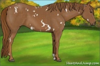 Horse Color:White Spotted Chestnut 