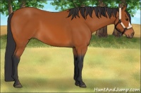 Horse Color:Bay 