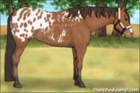 Horse Color:Bay Appaloosa
