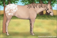 Horse Color:Gold Champagne Appaloosa