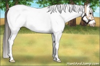 Horse Color:White Spotted Bay Splash Frame Appaloosa