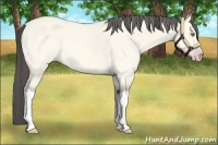 Horse Color:Amber Cream Champagne