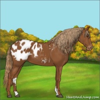 Horse Color:Chestnut Appaloosa
