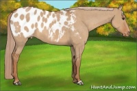 Horse Color:Red Dun Appaloosa
