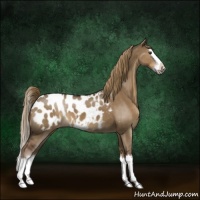 Horse Color:Liver Red Dun Sabino Splash Appaloosa 