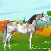 Horse Color:White Spotted Buckskin Ice Dun Sabino Splash 