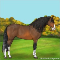 Horse Color:Bay Splash 