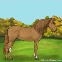 Horse Color:Chestnut 