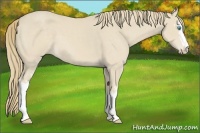 Horse Color:White Spotted Smoky Creme 