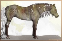 Horse Color:White Spotted Chocolate Silver Black Chinchilla 