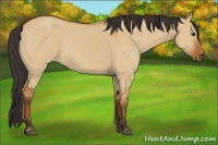Horse Color:Bay Dun