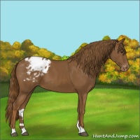 Horse Color:Chestnut Appaloosa