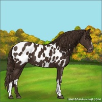 Horse Color:White Spotted Liver Chestnut Appaloosa 