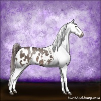 Horse Color:Brown Dun Appaloosa