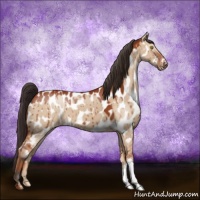 Horse Color:Bay Dun Appaloosa