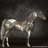 Horse Color:White Spotted Liver Chestnut Appaloosa 