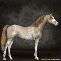 Horse Color:White Spotted Liver Red Dun Sabino Rabicano
