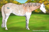 Horse Color:White Spotted Silver Brown Dun Splash 