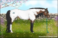 Horse Color:Bay Appaloosa
