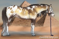 Horse Color:White Spotted Liver Red Onyx Splash Appaloosa 