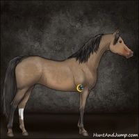 Horse Color:Liver Red Dun