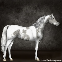 Horse Color:White Spotted Silver Smoky Black Ice Tobiano 