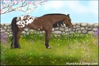 Horse Color:Bay Appaloosa Rabicano