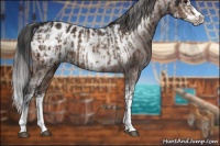 Horse Color:Brown Sabino Splash Appaloosa  and Brown Sabino Splash Frame Appaloosa 