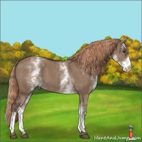 Horse Color:White Spotted Liver Red Dun 