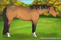 Horse Color:Buckskin 