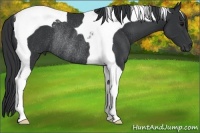 Horse Color:Black Tobiano Rabicano 
