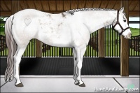 Horse Color:Brown Dun Sabino Splash Appaloosa and Brown Dun Sabino Appaloosa