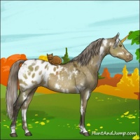Horse Color:White Spotted Chocolate Palomino Dun Appaloosa