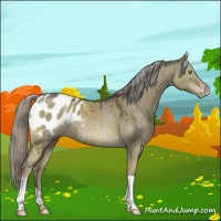 Horse Color:Chocolate Palomino Dun Mushroom Appaloosa Brindle 