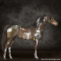 Horse Color:White Spotted Liver Chestnut Sabino