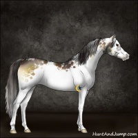 Horse Color:White Spotted Liver Red Onyx Splash Frame 